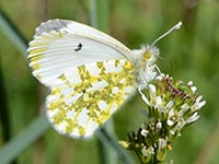 Östlicher Gesprenkelter Weißling